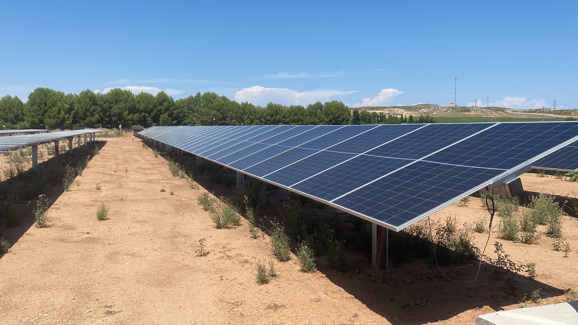 Native vegetation growing between solar panel rows at Candasnos